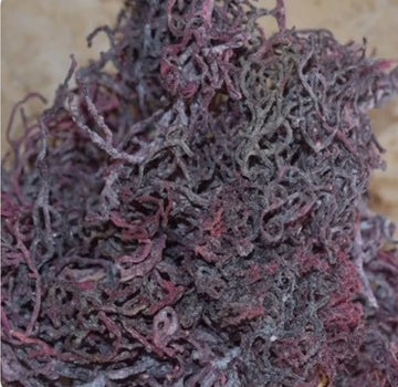 Premium Purple Wild-crafted raw sun dried sea moss
