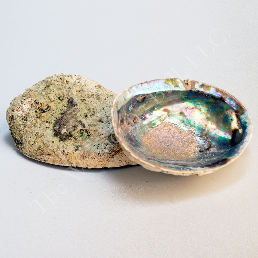 Abalone Shell 6-7"